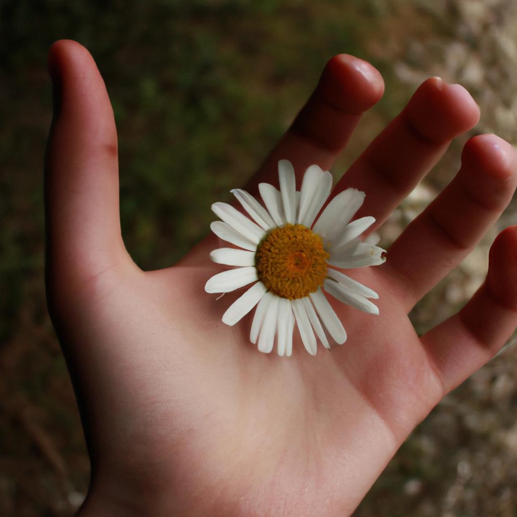 Person holding daisy, studying symbolism